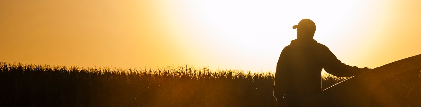 Cosecha de grano al amanecer