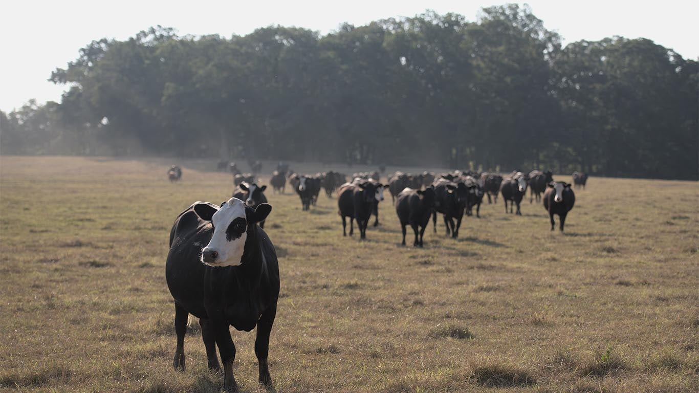 Un campo con varias vacas esparcidas por los alrededores