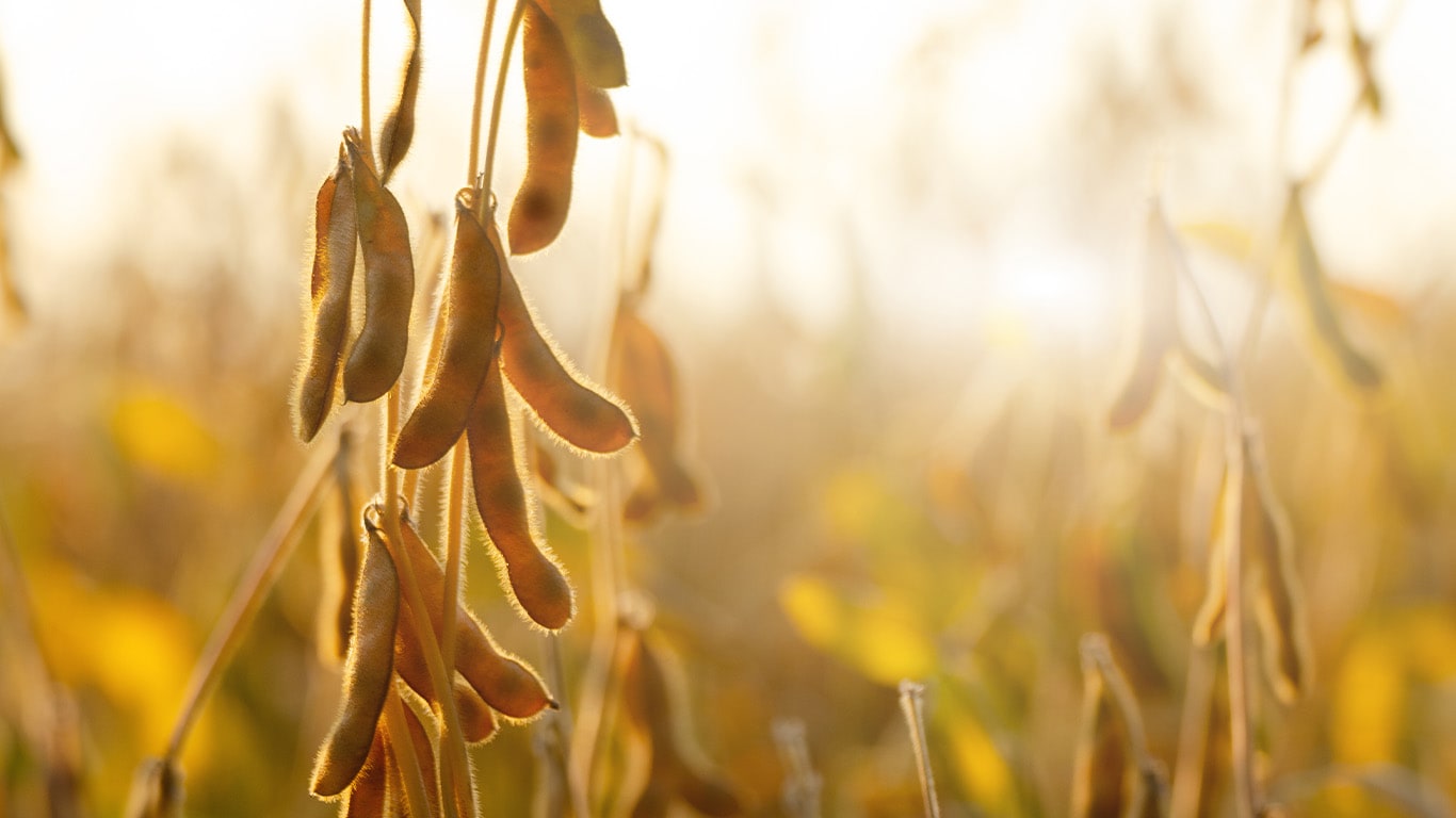 Una plantación de cereales se acercaba a una parte