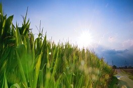 Pronóstico del clima