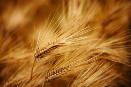 Nuevas tecnologías para el cultivo de la cebada malta