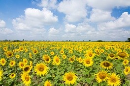 Nuevas oportunidades para el cultivo del Girasol