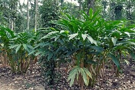 Mujeres, fuerza clave en la calidad del cardamomo
