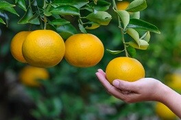 Influencia del etileno en la maduración