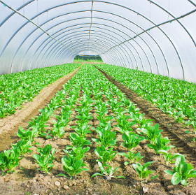 Agricultura Protegida