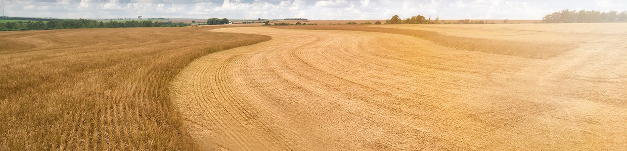 Plantación