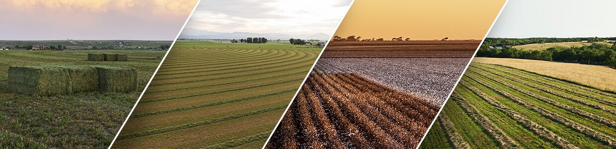 Plantaciones
