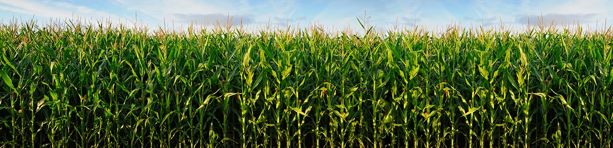 Plantación