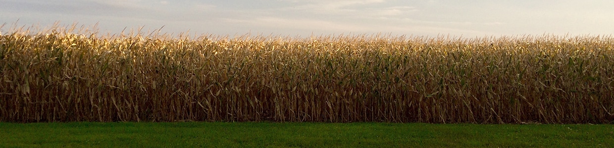 Plantación